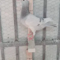 تعدادی کفتر ماده خوشگل|پرنده|کرمان, |دیوار