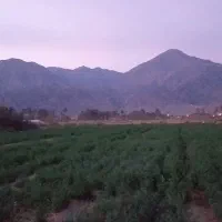 کاه یونجه و بذر