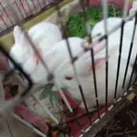 خرگوش بچه چشم شرابی علف خور