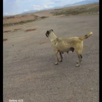 سگسرابی|سگ|سراب, |دیوار