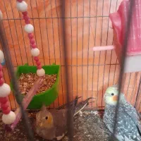 معاوضه عروس هلندی با مرغ وخروس