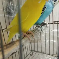 مرغ عشق.  نرماده