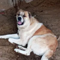 سگ گله|سگ|فاروج, |دیوار