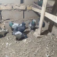 چند عدد کفتر