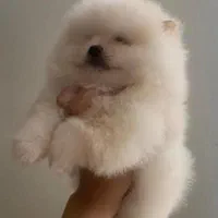 سگ پامر خرسی.پامرانیان جیبی|سگ|شیراز, میانرود|دیوار