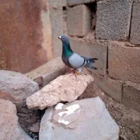 کبوتر پلاکی مسافتی|پرنده|مسجد سلیمان, |دیوار