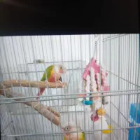 گرینچگ آناناسی رد|پرنده|تبریز, |دیوار