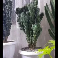 تعدادی گل وگیاه آپارتمانی بسیار زیبا|گل و گیاه طبیعی|شهریار, کهنز|دیوار