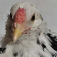 جوجه خروس گلین اصیل