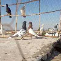 سلام دوعدد کفتر دورنگ نر .|پرنده|الوند, |دیوار