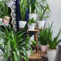 گل پاندانوس|گل و گیاه طبیعی|مشهد, کارگران|دیوار