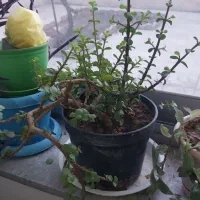 گل با گلدان|گل و گیاه طبیعی|محمدیه-قزوین, |دیوار