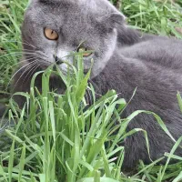 گربه|گربه|اهواز, شریعتی جنوبی|دیوار