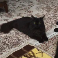 ۳عددگربه هیمالین