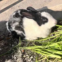 خرگوش جرسی|موش و خرگوش|خمینیشهر, |دیوار