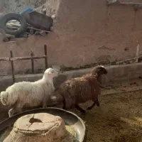 سه عدد بره|حیوانات مزرعه|مهدی شهر, |دیوار