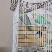 طوطی برزیلی کوتوله