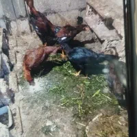 مرغ لاری ۵ تا است سرحال|حیوانات مزرعه|نسیم‌شهر, |دیوار