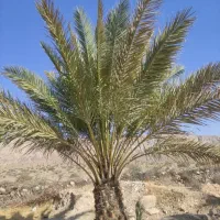 درختکاری|گل و گیاه طبیعی|فیروزآباد (فارس), |دیوار