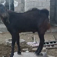 نری|حیوانات مزرعه|رستاق, |دیوار