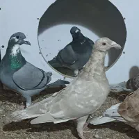 سار سیاه لکه دار و جلک سبز . سار ماده طلایی .زاغ|پرنده|تایباد, |دیوار