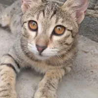 واگذاری گربه ماده