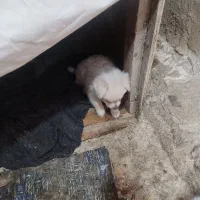 سک نژاد دار|سگ|جهرم, |دیوار