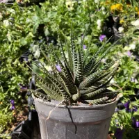 گل هاوارتیا