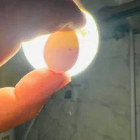 عروس هلندی ماده|پرنده|گنبد کاووس, |دیوار