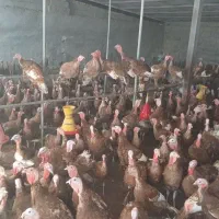 بوقلمون بوروبن|حیوانات مزرعه|کلاشی, |دیوار