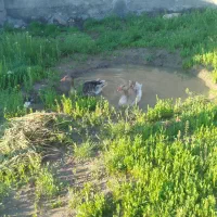 غاز و قوغاز نرو ماده
