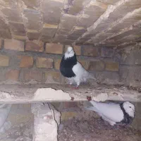 چند جفت توقی اس|حیوانات|آشخانه, |دیوار