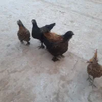 مرغ و خروس گلین ۴ ماهه|حیوانات مزرعه|خمینی‌شهر, |دیوار