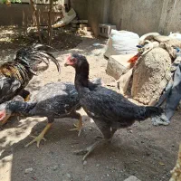 با سلام دوعدد مرغ لاری