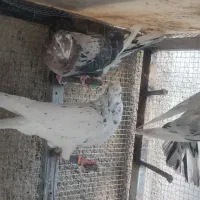 کفتر سرور|پرنده|شیراز, قلات|دیوار