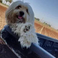 سگ شیتزو۲/۹گمشده حوالی فلکه خاتون همراه بامژدگانی|حیوانات|شیراز, شیشهگری|دیوار