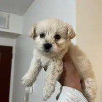 سگ مالتیز عروسکی