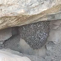 عسل وحشی