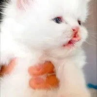 نوزاد گربه پرشین چشم آبی