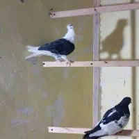 کفتر|پرنده|مشهد, کوه سنگی|دیوار