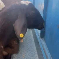 گوسفند گمشده تعداد۲۳عددمیش آبستن