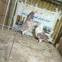 ۱۲جفت کفتر دهن جور گرویی