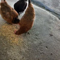 مرغ تخمی|حیوانات مزرعه|پیر سلیمان, |دیوار