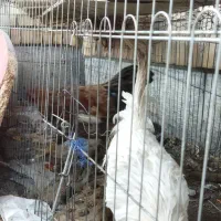 خروس جوان|حیوانات مزرعه|مشهد, شهرک صنعتی توس|دیوار