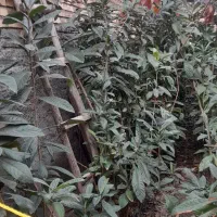 نهال ازگیل بزرگ سه‌ساله