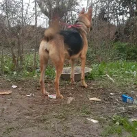 واگذاری ژرمن شپرد نروماده|سگ|رشت, رشتیان|دیوار