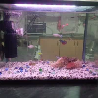 آکواریوم با لوازم کامل