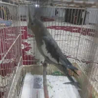 عروس هلندی
