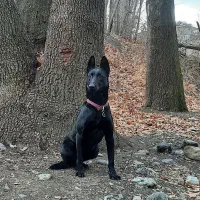 سگ ماینوز مشگی