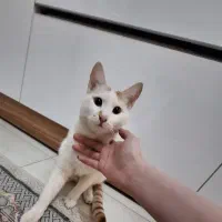 گربه واگذاری